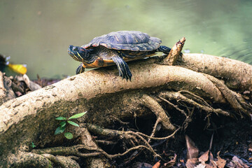 Red-eared slider Trachemys scripta elegans sun bathing on root in front of pond in Panama City...