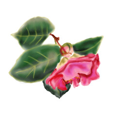 Botanical watercolor illustration of a flower of a delicate camellia branch. Hand-drawn floral design element. Illustration for the design of greeting and wedding cards, printing