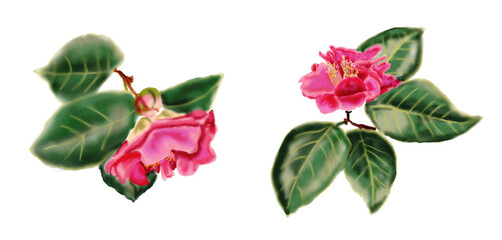 set of watercolor drawings of delicate pink camellias. Bright watercolor flowers with leaves. hand-drawn botanical illustration. floral element is highlighted on a white background