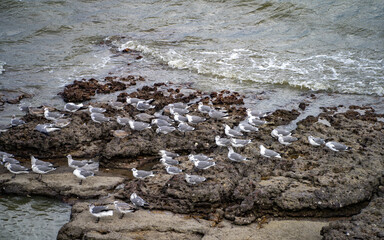 Obraz premium Sea birds on rocks in rough sea looking in one direction
