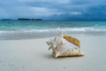 Fototapeta na wymiar Side view of spiky twisted shell on white caribbean beach of San Blas islands in Panama with light blue ocean and dark clouds