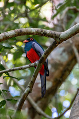 Slaty-tailed trogon bird Trogon massena with red belly and blue-green head feathers sitting on branch in Panama City national park vertical