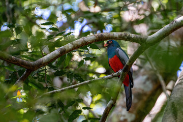 Slaty-tailed trogon bird Trogon massena with red belly and blue-green head feathers sitting on branch in Panama City national park