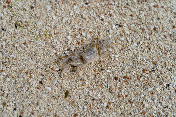 Small crab on sand beach camouflaged with matching colors