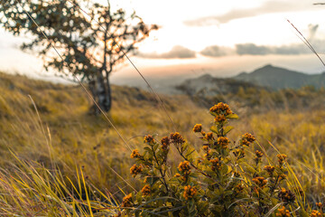 Sunset on top of El valle de Anton in Panama with yellow plant in foreground and tree in golden light
