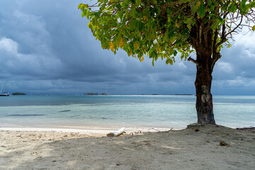Tree on white sand caribic beach casting shadow in front of dark clouds on horizon