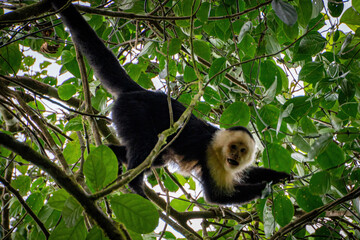 Fototapeta premium White headed capuchin monkey in jungle of Panama holding on branch with tail and looking towards camera