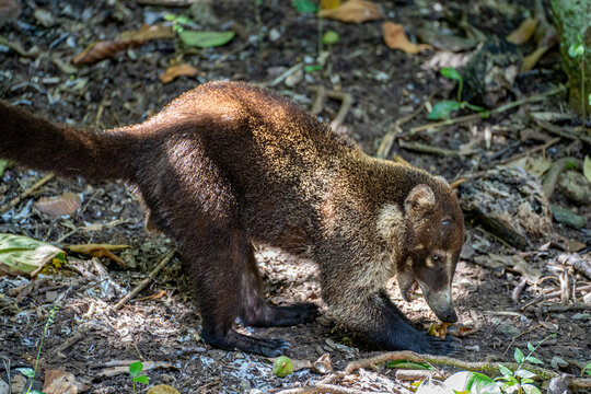 White-nosed coati Nasua narica opening green fruit on the floor in Panama City central national park side view