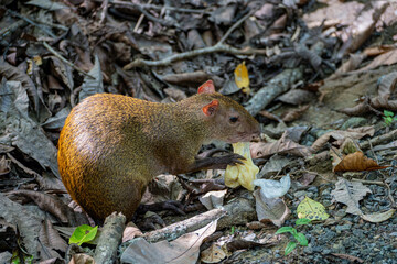 Aguti Dasyprocta opening eating trash food waste in Panama City national park