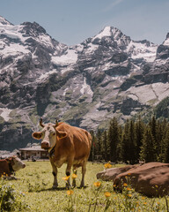 cow on the mountain of Switzerland