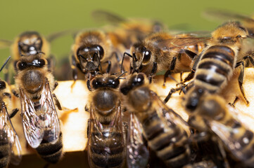 Pszczoła miodna na ramce. Pszczoły w ulu. Pszczoły produkujące miód. Pszczoły i pierzga pszczela.  - obrazy, fototapety, plakaty