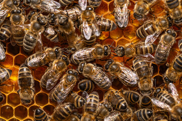 Pszczoła miodna na ramce. Pszczoły w ulu. Pszczoły produkujące miód. Pszczoły i pierzga pszczela.  - obrazy, fototapety, plakaty