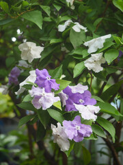 Yesterday-Today-and-Tomorrow ( Brunfelsia latifolia ) flowers. Solanaceae evergreen tropical flower shrub native to South America. Fragrant flowers bloom from April to July.