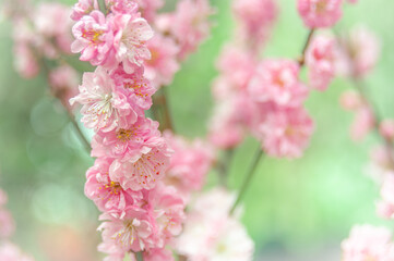 Soft focus, pink cherry blossoms or Sakura flowers on a natural background. Blooming fruit trees in the orchard. Floral banner for agriculture or horticulture business.