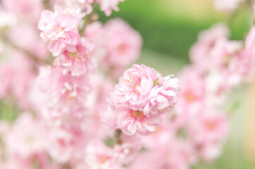 Soft focus, pink cherry blossoms or Sakura flowers on a natural background. Blooming fruit trees in the orchard. Floral banner for agriculture or horticulture business.