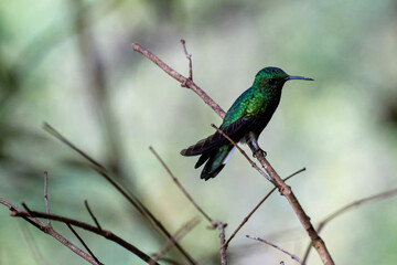 Hummingbird with green emerald shimmering feathers sitting on branch and looking to the right in jungle of Panama