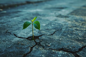 A young plant sprouting through a crack in the pavement, an uplifting symbol of resilience and new beginnings.

