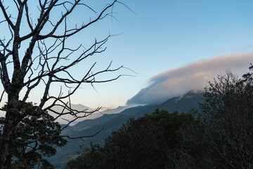 Fototapeta premium Landscape of Panama jungle mountains with clouds at sunrise with dead tree branches in foreground
