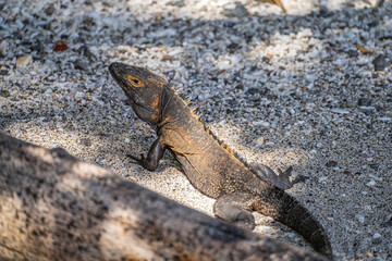 Langusten-tailed leguan Ctenosaura Similis on beach in Panama near Coiba island natural reserve