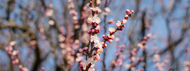 Flowering trees in early spring in the park