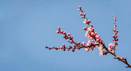 Flowering trees in early spring in the park