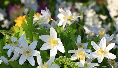 Delicate first anemone flowers in the spring forest. Abstract floral background, banner. Spring arrival concept, floral card, template for design,