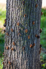 Fototapeta premium Periodical Cicada