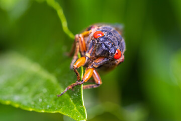Periodical Cicada