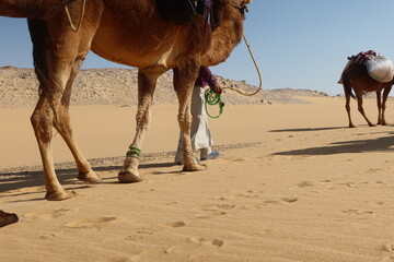 Camel Caravan with men trekking and hiking through the western desert in Egypt n Bahariya oasis