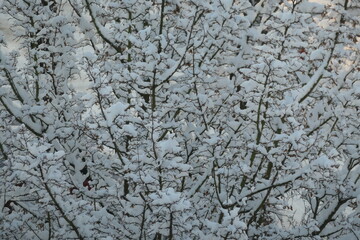 Mit Schnee bedeckte Zweige