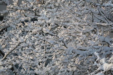 Mit Schnee bedeckte Zweige
