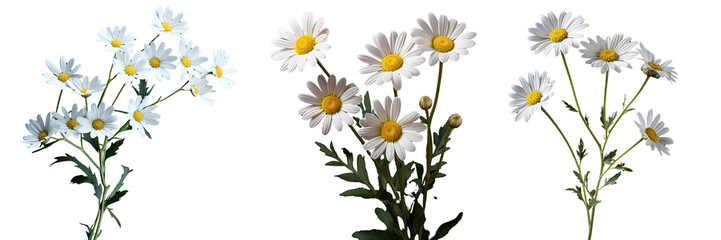Collection of daisy flower branches isolated on transparent or white background