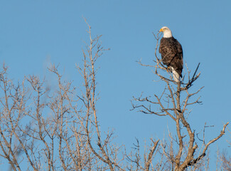 Bald Eagle Canada