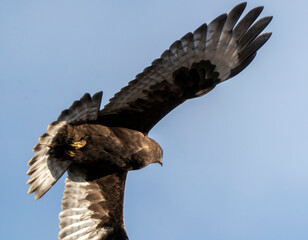 Rough Legged Hawk