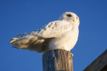 Snowy Owl Winter