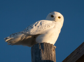 Snowy Owl Winter