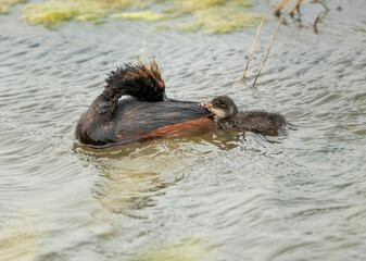 Eared Grebe Canada