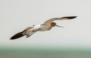 Avocet in Flight