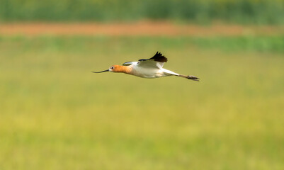 Avocet in Flight