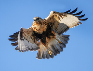 Rough Legged Hawk