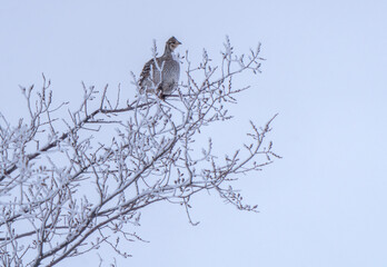 Sharp Tailed Grouse