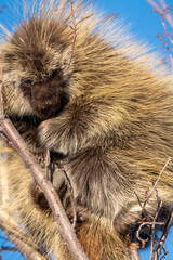 Porcupine Close Up