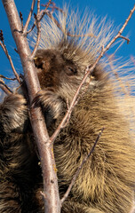 Porcupine Close Up
