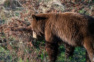 Fototapeta premium Cinnamon Black Bear