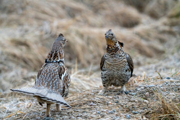 Ruffed Grouse Saskatchewan