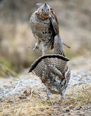 Ruffed Grouse Saskatchewan