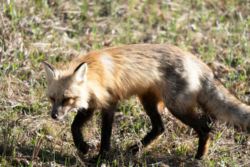 Fox Hunting Canada