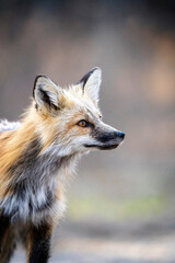 Fox Hunting Canada