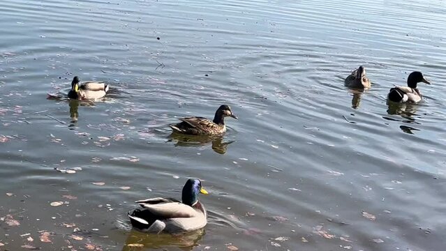 video de unos patos en un lago