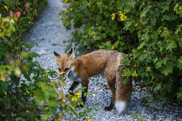 Red fox in Montana